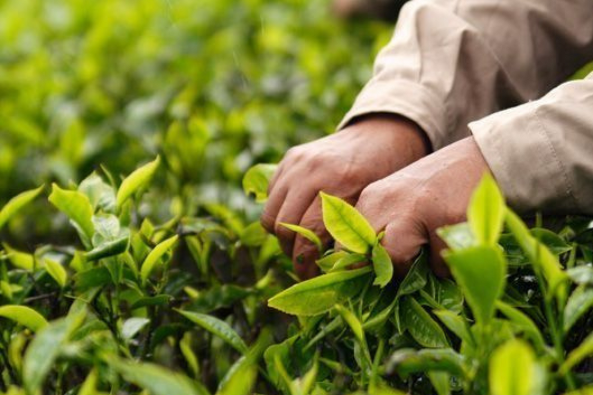 מהם מזונות שורפי שומן?